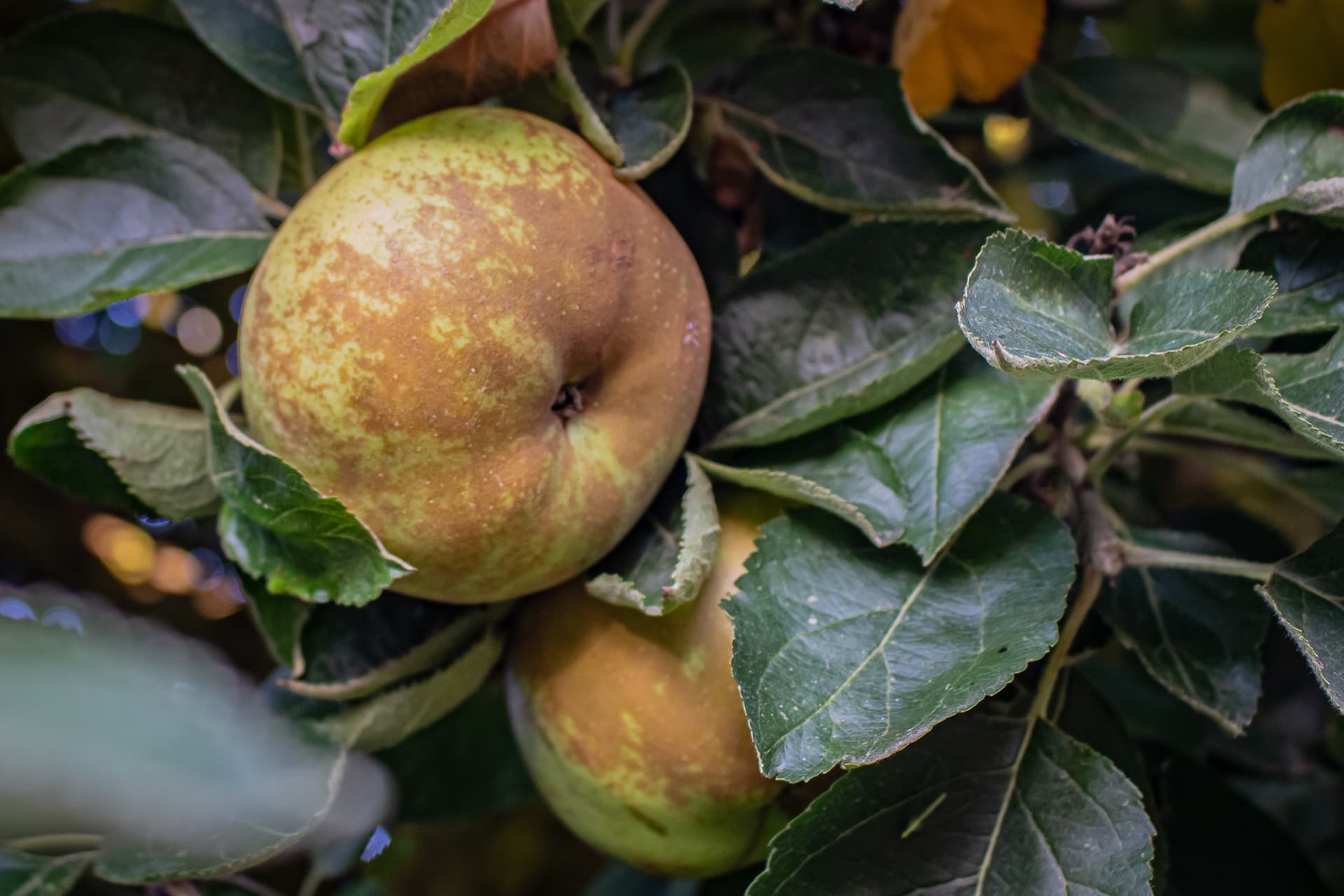 Manzanas para la sidra Carral: reineta reina de reinetas