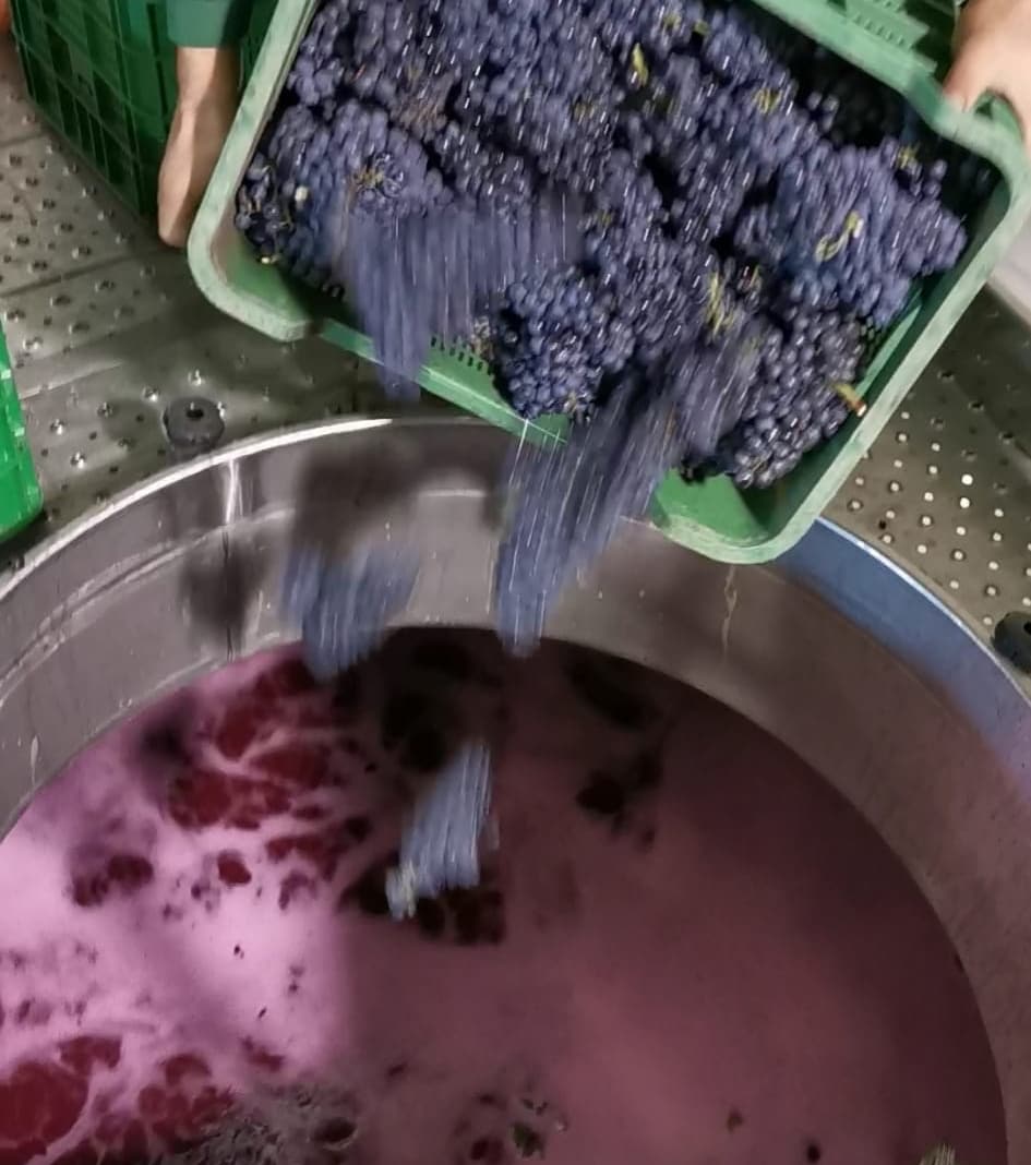 Racimos de uvas prieto picudo enteras el deposito con la tecnica del madreo del vino 
